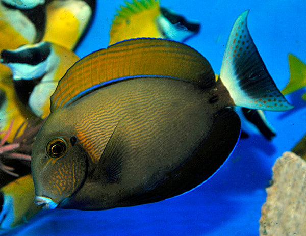 Acanthurus bariene