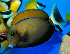 Acanthurus bariene