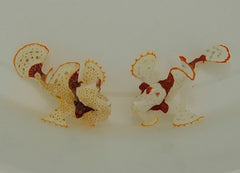 Antennarius maculatus (Original)