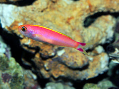 Luzonichthys seaver