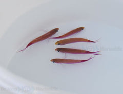 Luzonichthys taeniatus