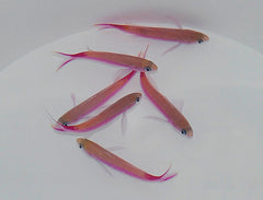 Luzonichthys waitei