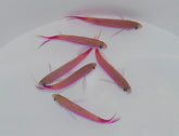 Luzonichthys waitei