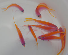 Nemanthias carberryi