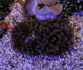 Entacmaea quadricolor (Orange tip)