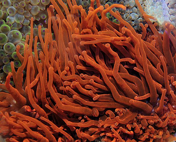 Entacmaea quadricolor (Red)