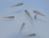 Ostorhinchus cyanosoma