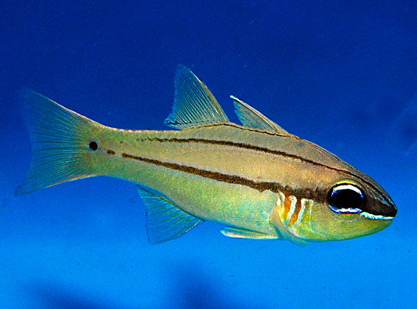 Ostorhinchus sealei