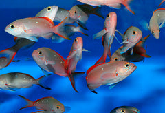 Paranthias colonus