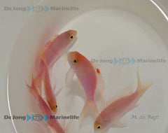 Pseudanthias engelhardi (female)