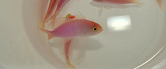 Pseudanthias engelhardi (male)