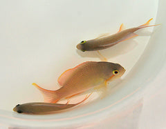 Pseudanthias huchtii (female)