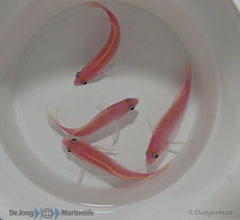 Pseudanthias hutomoi