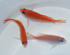 Pseudanthias hypselosoma