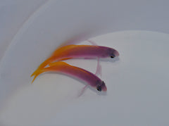 Pseudanthias pictilis (female)