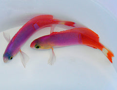 Pseudanthias pictilis (male)
