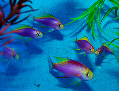 Pseudanthias ventralis (female)