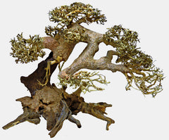 BONSAI DRIFTWOOD