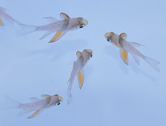 Sphaeramia nematoptera