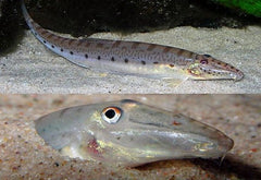 Acanth.choir.  Langneusmodderkruiper M