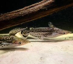Ageneiosus magoi 12-15 cm