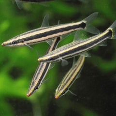 Anostomus ternetzi Kopstaander M