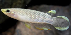 Aplocheilus panchax Tandkarper