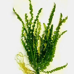 Aponogeton longiplumulosis in pot