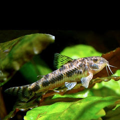 Aspidoras spilotus Pantsermeerval M