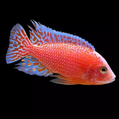 Aulonocara strawberry 8 cm