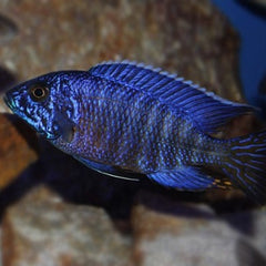 Aul.nyassae Keizerbaars blauw 5-6 cm