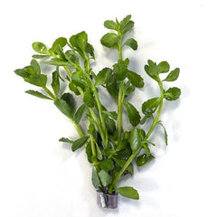 Bacopa amplexicaulis in bundel