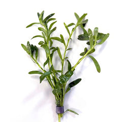 Heteranthera zosteraefolia in bundel