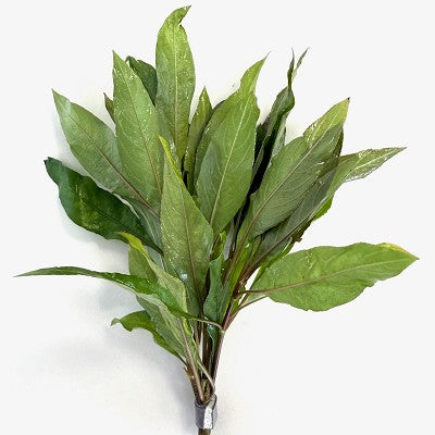 Hygrophila siamensis in bundel