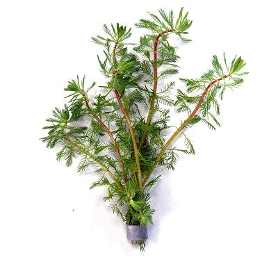 Myriophyllum brasilliensis in bundel