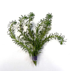 Myriophyllum guyana in bundel
