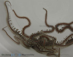 Ophiomastix annulosa