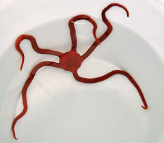 Ophioderma squamosissima