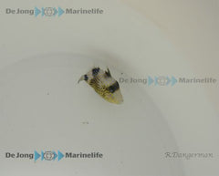 Pseudobalistes fuscus