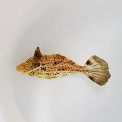 Pseudomonacanthus macrurus