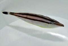 Pseudalutarius nasicornis (female)