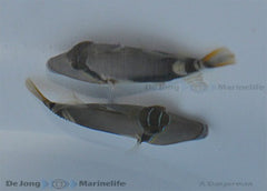 Rhinecanthus verrucosus