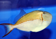 Xanthichthys caeruleolineatus