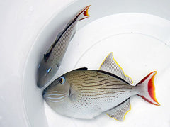 Xanthichthys lineopunctatus