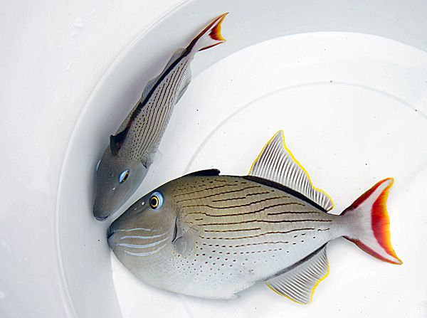 Xanthichthys lineopunctatus