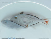 Xanthichthys ringens