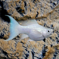 Poec.sphenops Ballonmolly platinum M #
