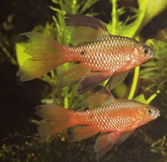 Barb.conchonius Prachtbarbeel sluier L