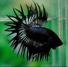 Betta splendens Black crowntail XL