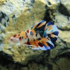 Betta splendens plakat koi L @